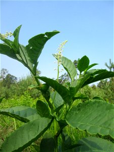 Indische Kermesbeere (Phytolacca acinosa) invasiv in der Schwetzinger Hardt