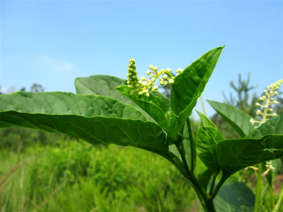 Indische Kermesbeere (Phytolacca acinosa) invasiv in der Schwetzinger Hardt