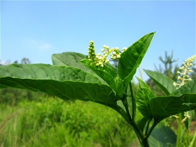 Indische Kermesbeere (Phytolacca acinosa) invasiv in der Schwetzinger Hardt