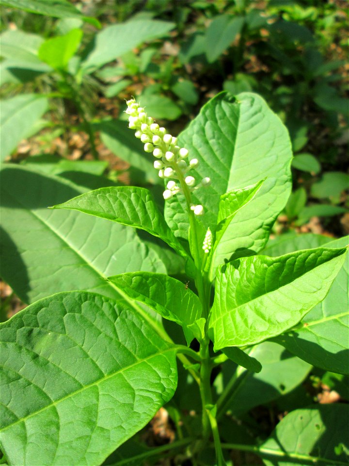 Amerikanische Kermesbeere (Phytolacca americana) invasiv in der Schwetzinger Hardt