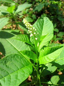 Amerikanische Kermesbeere (Phytolacca americana) invasiv in der Schwetzinger Hardt