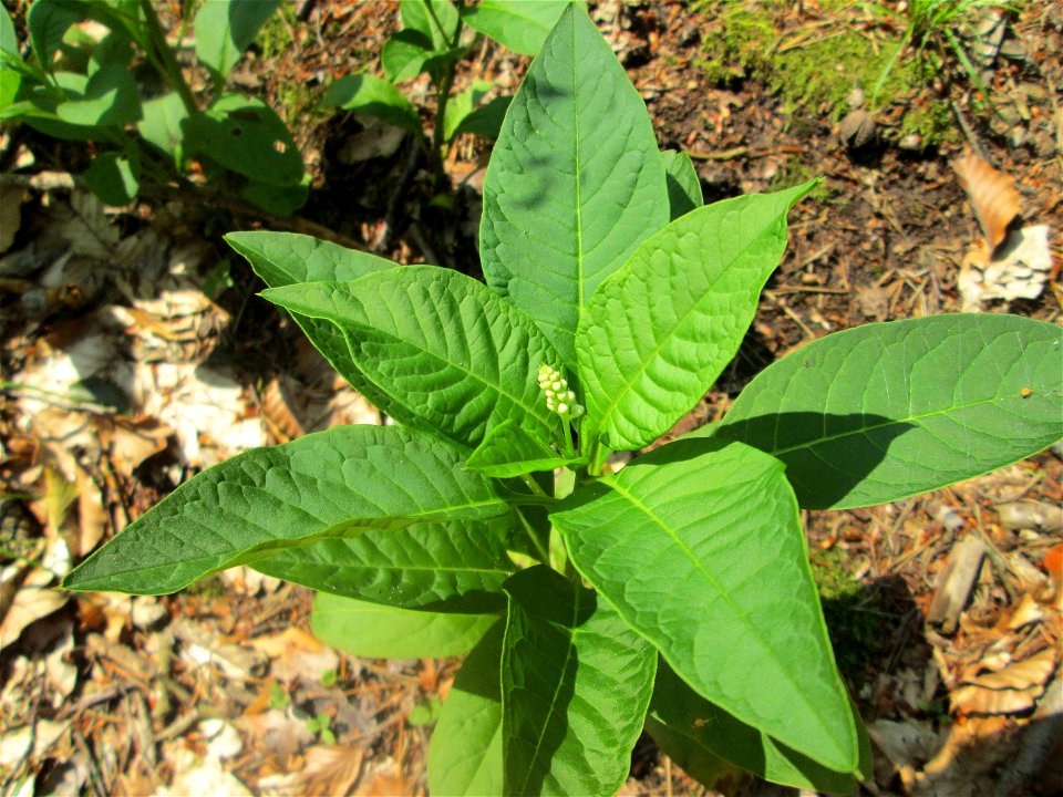 Amerikanische Kermesbeere (Phytolacca americana) invasiv in der Schwetzinger Hardt