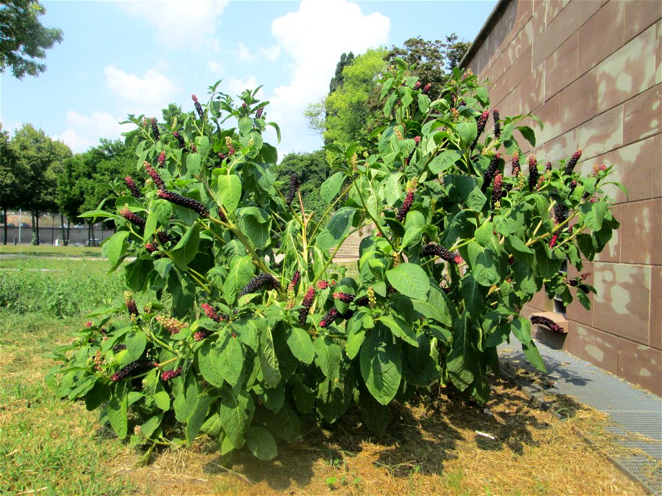 Indische Kermesbeere (Phytolacca acinosa) in Saarbrücken