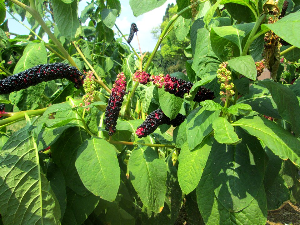 Indische Kermesbeere (Phytolacca acinosa) in Saarbrücken