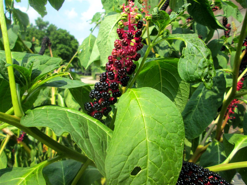 Indische Kermesbeere (Phytolacca acinosa) in Saarbrücken
