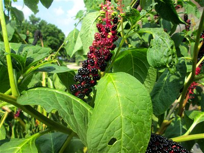 Indische Kermesbeere (Phytolacca acinosa) in Saarbrücken
