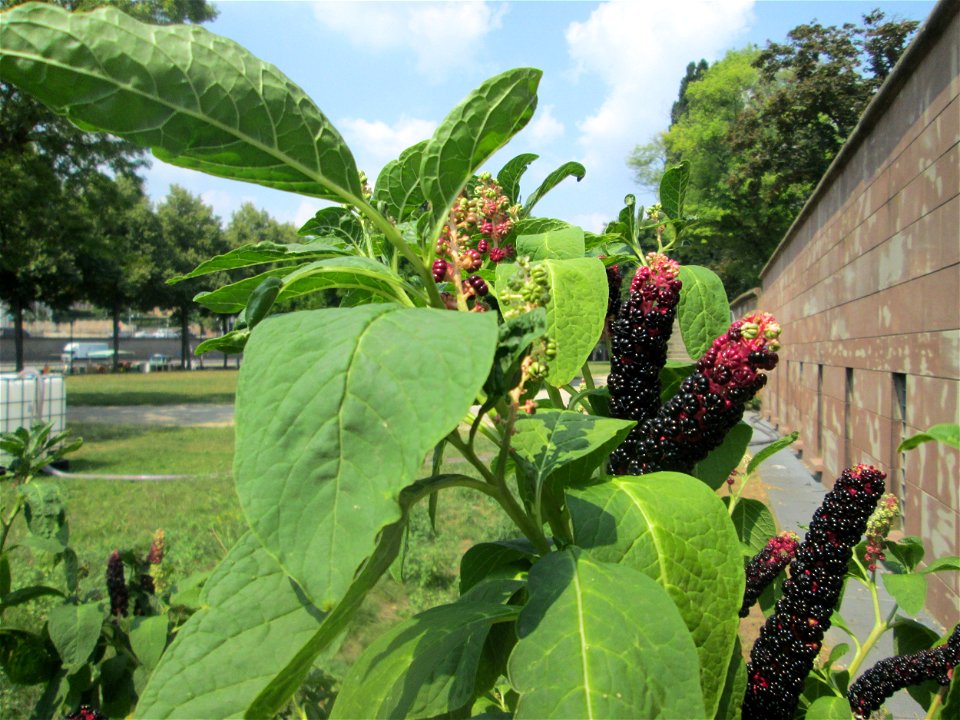 Indische Kermesbeere (Phytolacca acinosa) in Saarbrücken