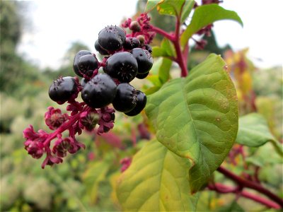 Amerikanische Kermesbeere (Phytolacca americana) - invasiv an einem Parkplatz in Waghäusel