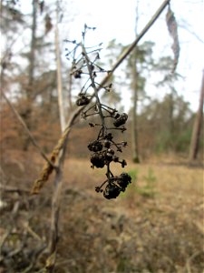 Amerikanische Kermesbeere (Phytolacca americana) - invasiv in der Schwetzinger Hardt