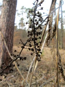 Amerikanische Kermesbeere (Phytolacca americana) - invasiv in der Schwetzinger Hardt