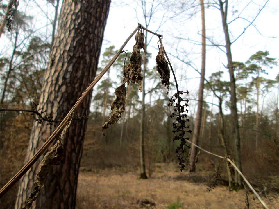 Amerikanische Kermesbeere (Phytolacca americana) - invasiv in der Schwetzinger Hardt