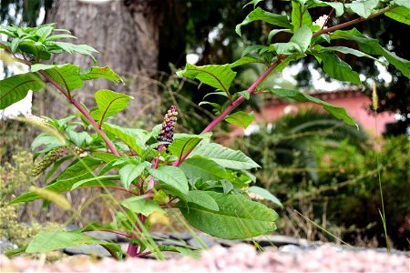 Madeira 2018. Funchal. Indian ink plant or Poke weed or Phytolacca americana. photo