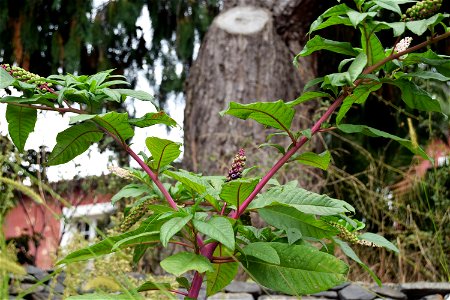 Madeira 2018. Funchal. Indian ink plant or Poke weed or Phytolacca americana.