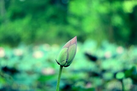 Flower water plants bo photo