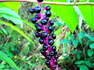 Şekerciboyası (Phytolacca americana)