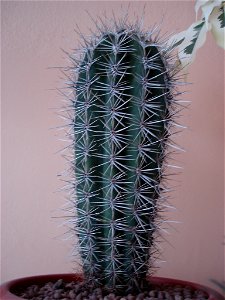 Moje sbírka kaktusů - carnegiea gigantea photo