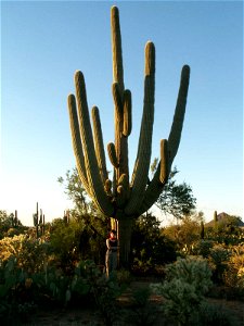 This very huge Saguaro (maybe up to 200 years old), my wife and me found right outside the Saguaro National Park near Tucson, Arizona

This Picture was taken by myself, Jörn Napp, Hamburg, Germany, ne