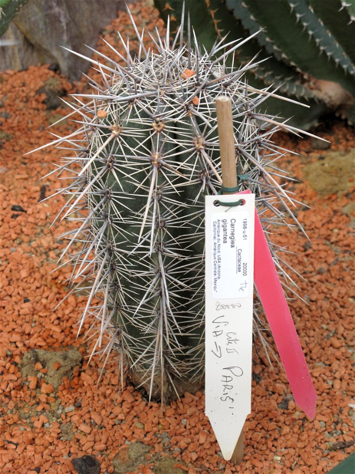 Young Carnegiea gigantea in a greenhouse of the Jardin des Plantes in Paris.