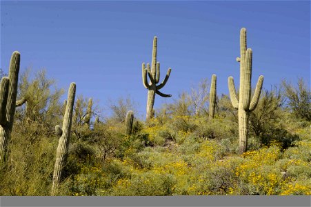 Image title: Saguaro cactus plant carnegiea gigantea cereus giganteus Image from Public domain images website, http://www.public-domain-image.com/full-image/flora-plants-public-domain-images-pictures/ photo