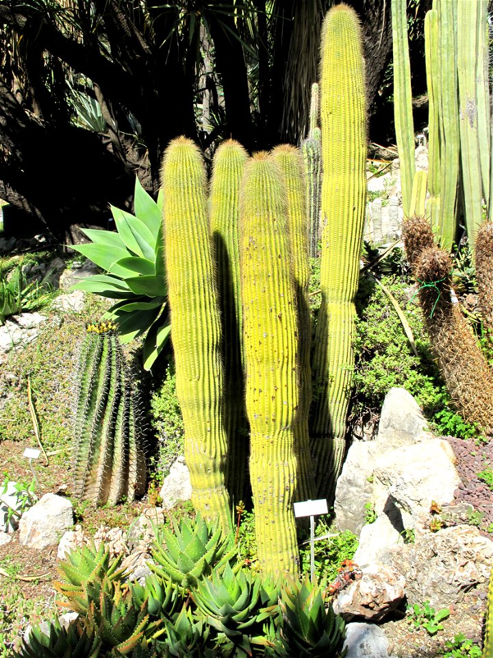 Carnegiea polylopha in the gardens of the villa Hanbury (Ventimiglia, Italy). Identified by its botanic label.