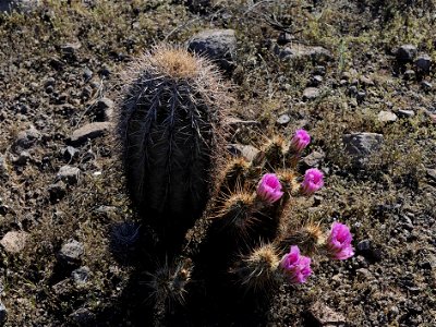 Image title: Desert scenic flowers cacti Image from Public domain images website, http://www.public-domain-image.com/full-image/nature-landscapes-public-domain-images-pictures/deserts-public-domain-im photo