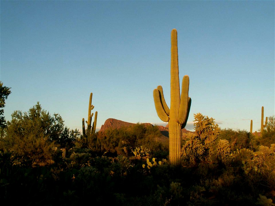 Some very old and huge Saguaros (maybe up to 200 years old), whitch were found inside the Saguaro National Park near Tucson, Arizona
This is an 'Own Work' by myself, Jörn Napp, Hamburg, Germany

It wa
