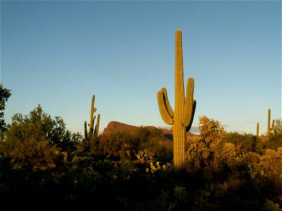Some very old and huge Saguaros (maybe up to 200 years old), whitch were found inside the Saguaro National Park near Tucson, Arizona This is an 'Own Work' by myself, Jörn Napp, Hamburg, Germany It wa photo