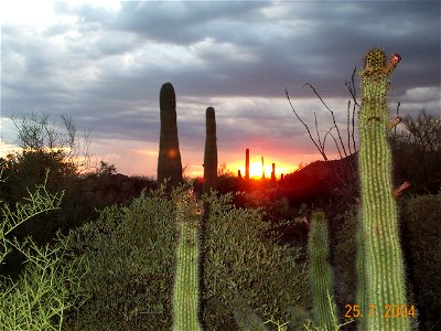 Saguaro at sunset, Sonora Desert Museum, Arizona photo