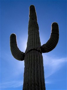 A saguaro cactus in Scottsdale, Arizona. photo