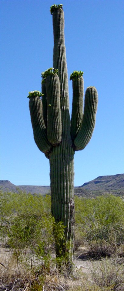 Mature five armed Saguaro cactus in bloom in late May. Image by User:Leonard G.