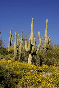 Image title: Saguaro cacti on Sonoran desert at the Cabeza Prieta national park Image from Public domain images website, http://www.public-domain-image.com/full-image/flora-plants-public-domain-images photo