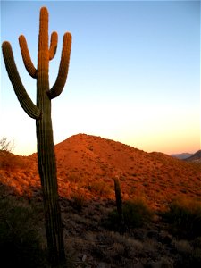 Saguaro hill, Scottsdale, Arizona photo