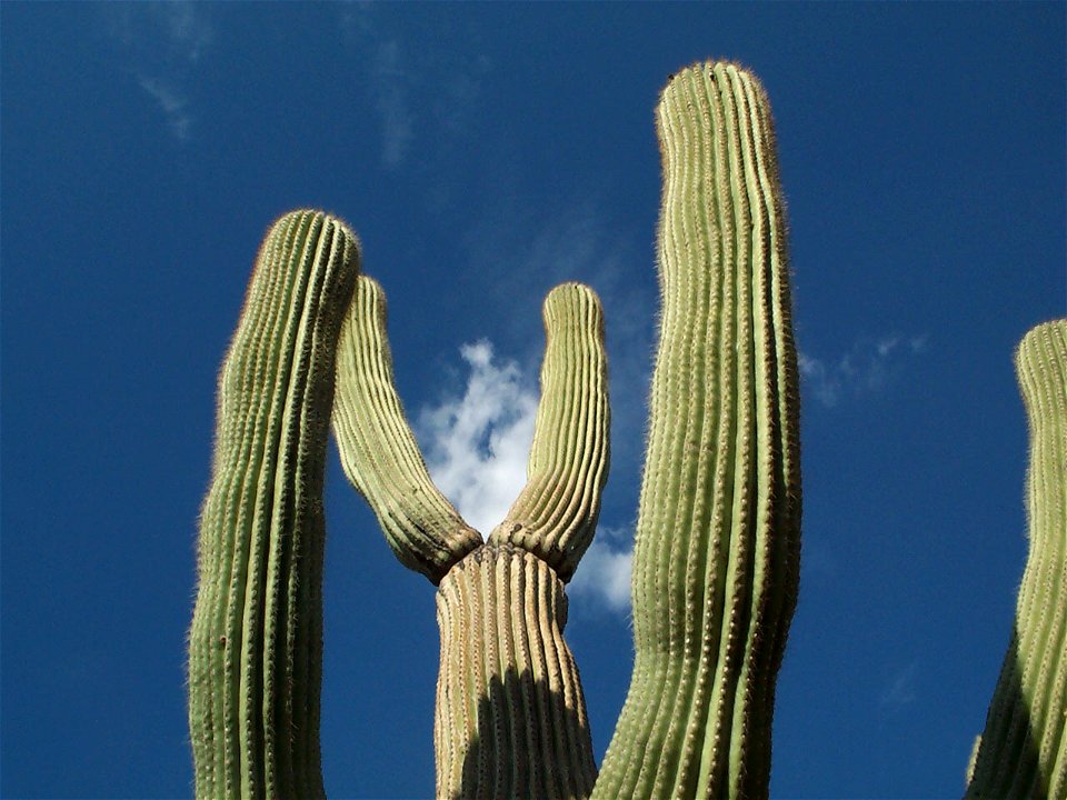 Saguaro, Carnegiea gigantea, im Saguaro National Park, Arizona