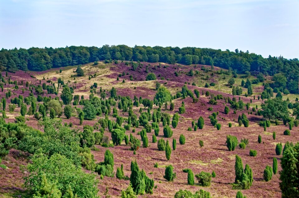 Heather nature reserve plant