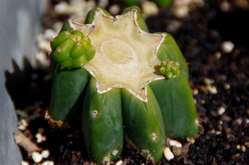 Cutting of San pedro (Echniopsis pachanoi), about 3 month old.