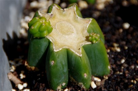 Cutting of San pedro (Echniopsis pachanoi), about 3 month old.