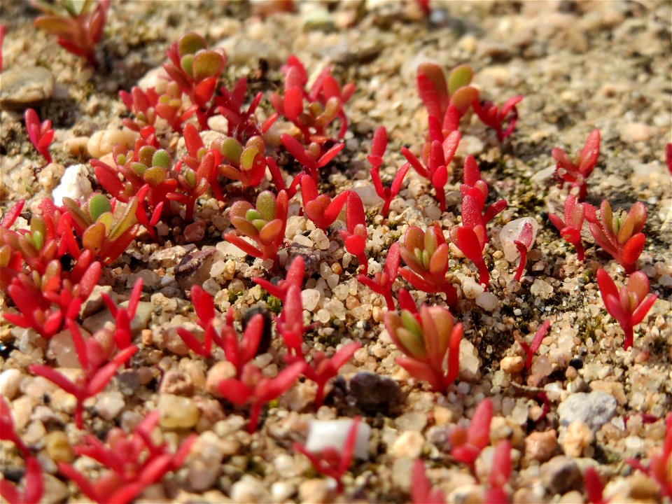 Portulak (Portulaca oleracea) auf einem Schuttplatz bei Neulußheim (Gemarkung Altlußheim)
