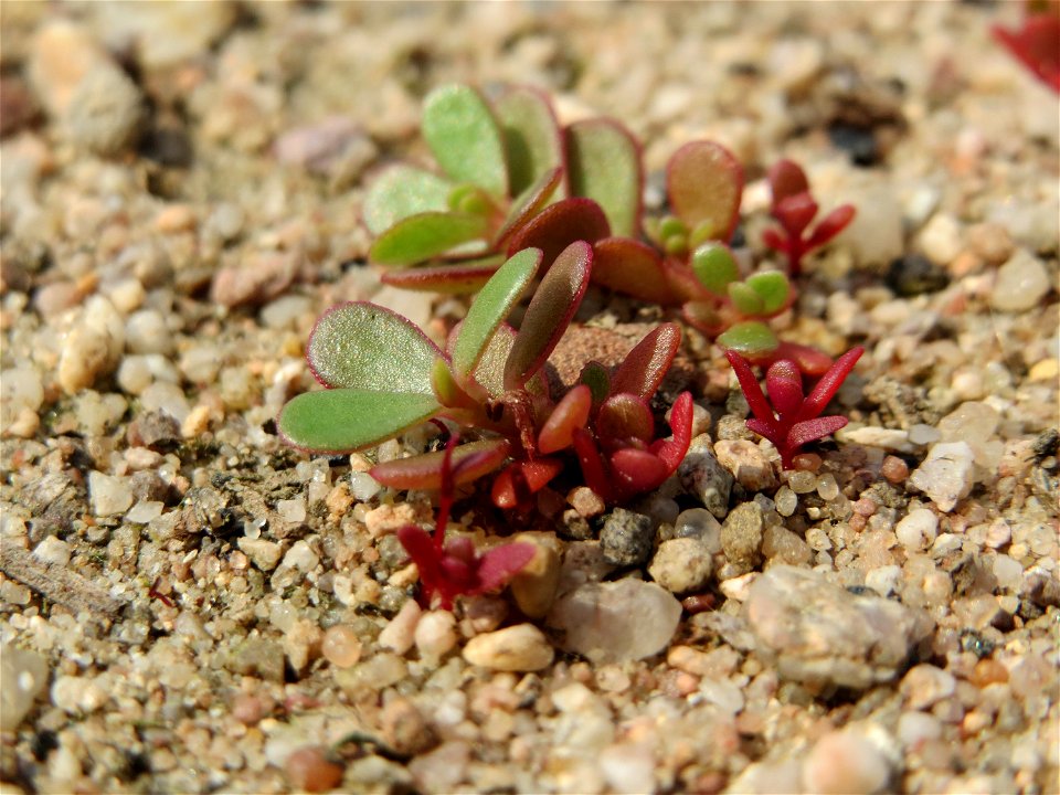 Portulak (Portulaca oleracea) auf einem Schuttplatz bei Neulußheim (Gemarkung Altlußheim)