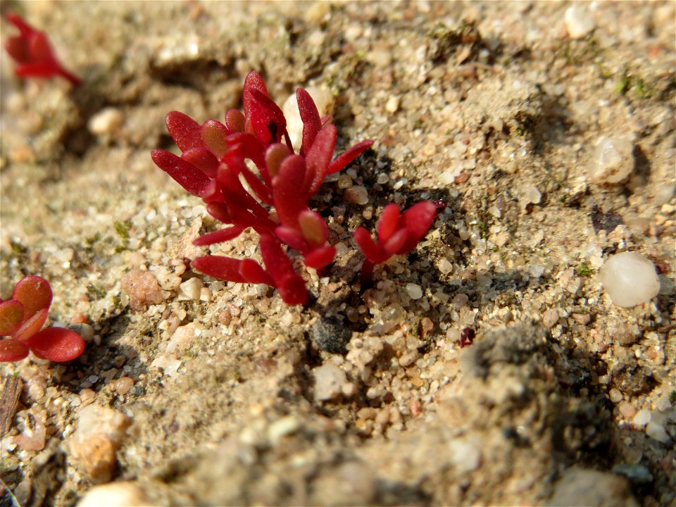 Portulak (Portulaca oleracea) auf einem Schuttplatz bei Neulußheim (Gemarkung Altlußheim)