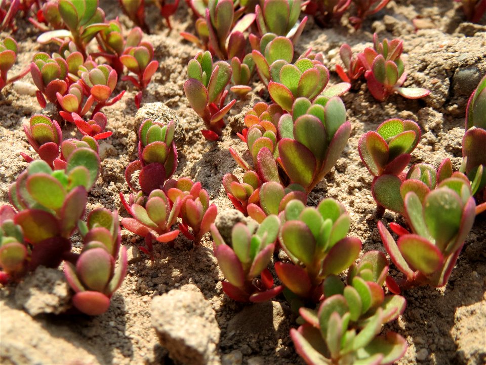 Portulak (Portulaca oleracea) bei Neulußheim