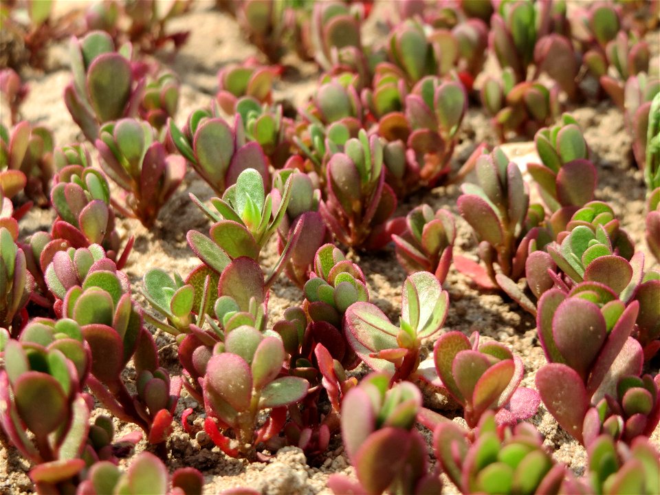 Portulak (Portulaca oleracea) bei Neulußheim