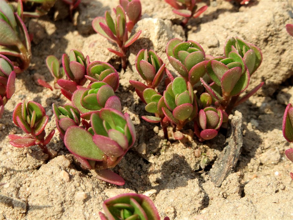 Portulak (Portulaca oleracea) bei Neulußheim