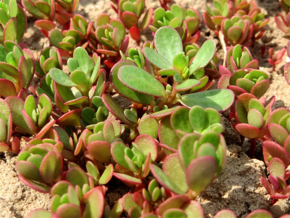 Portulak (Portulaca oleracea) bei Neulußheim