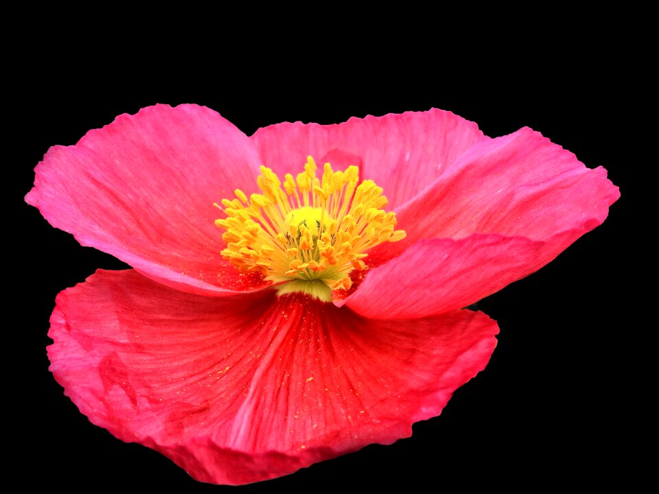 Garden spring petals