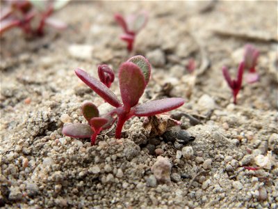 Portulak (Portulaca oleracea) bei Reilingen