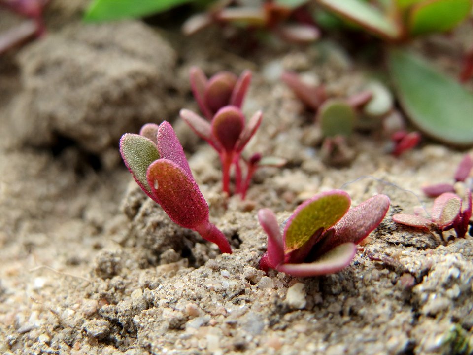 Portulak (Portulaca oleracea) bei Reilingen