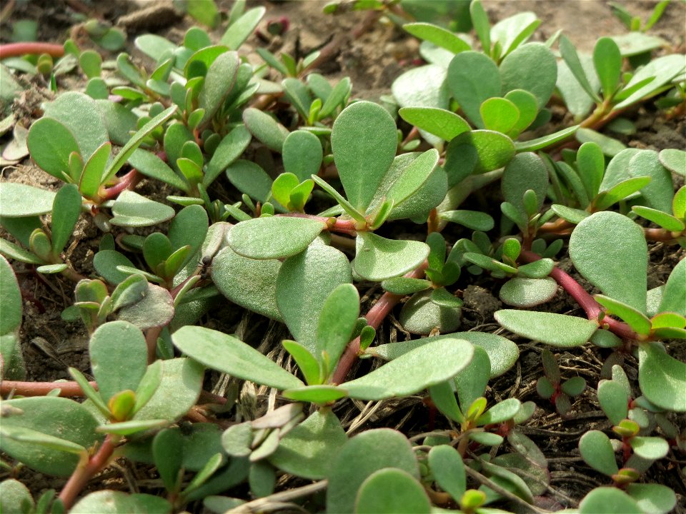 Portulak (Portulaca oleracea) bei Reilingen