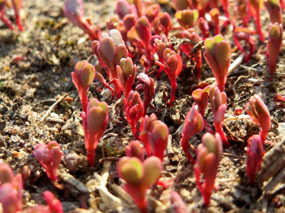 Portulak (Portulaca oleracea) bei Reilingen