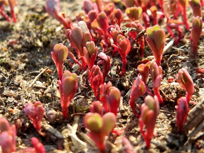 Portulak (Portulaca oleracea) bei Reilingen