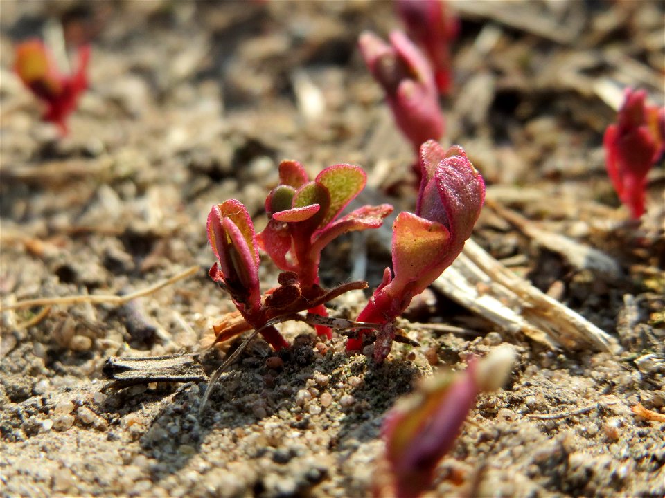Portulak (Portulaca oleracea) bei Reilingen